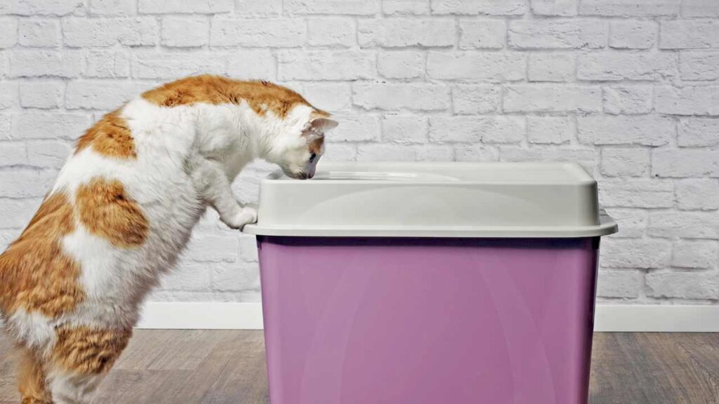 hidden cat litter box