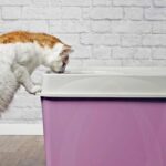 hidden cat litter box