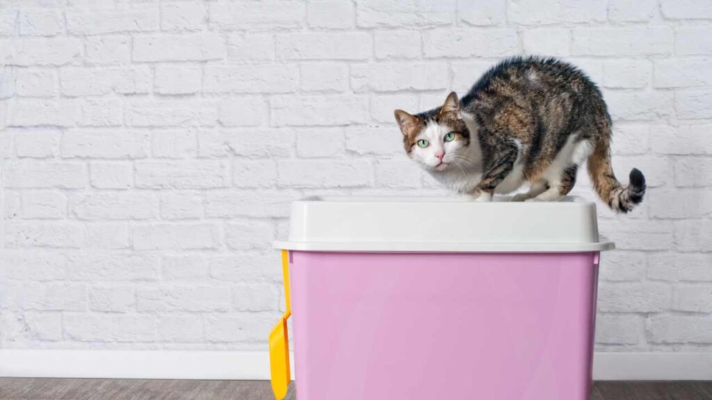 top entry litter box