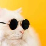 cool female cat names