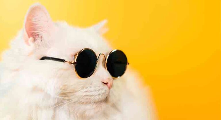 cool female cat names