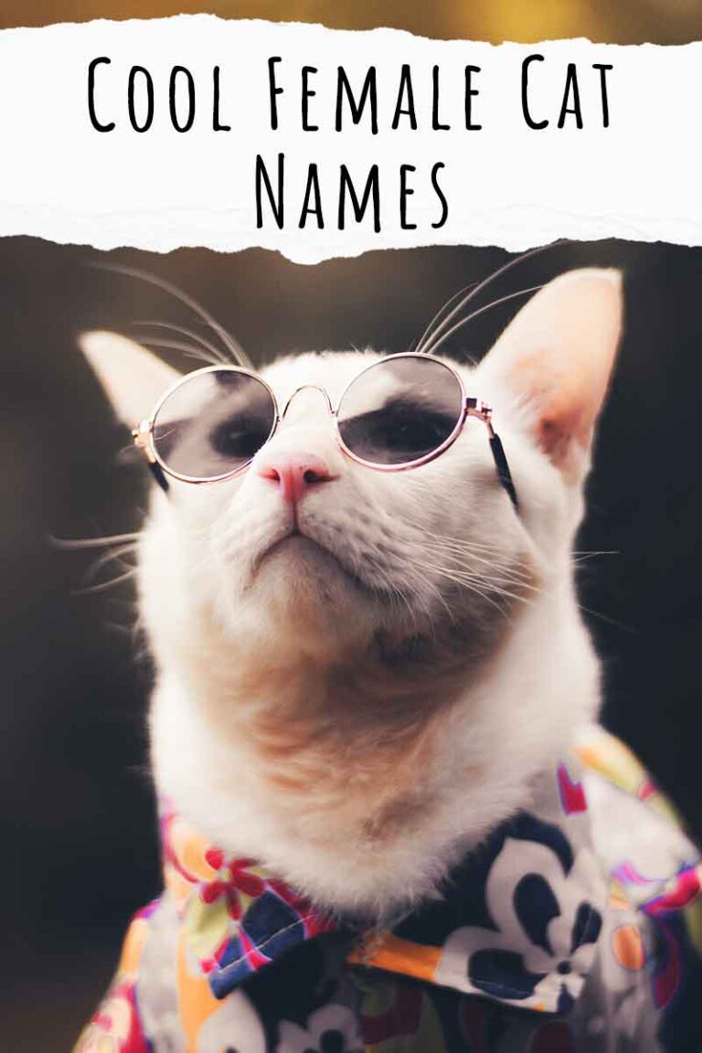 Cool Female Cat Names - 200 Ideas Fit For A Queen