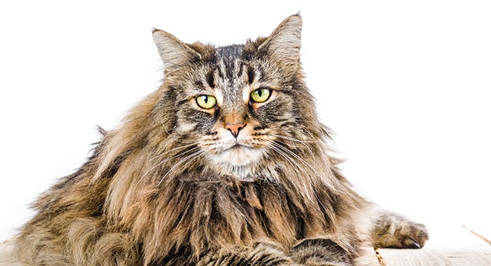 my cat has matted fur what can i do