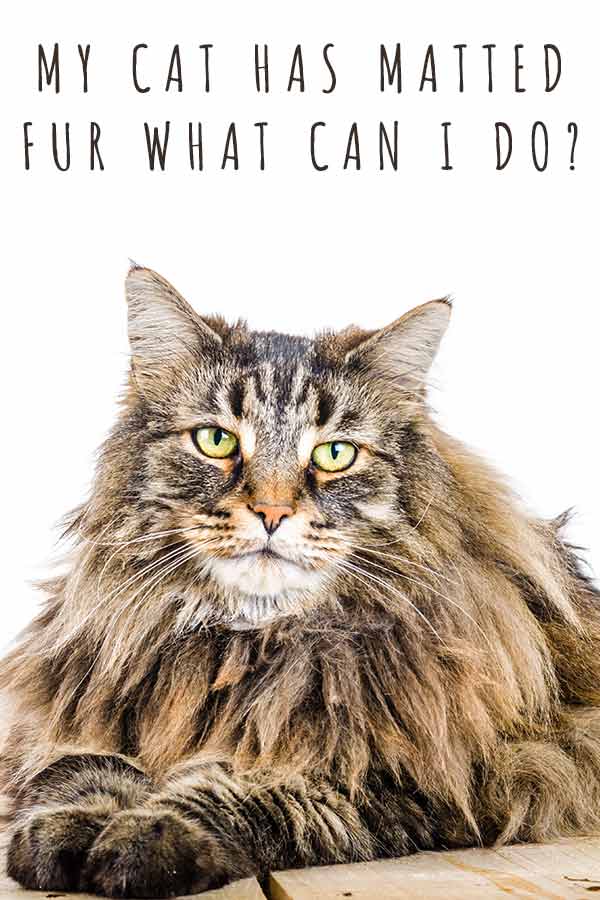 my cat has matted fur what can i do