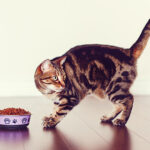 what do bengal cats eat