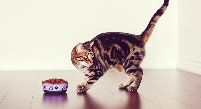 what do bengal cats eat