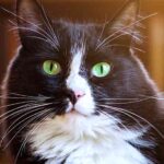 black and white female cat names