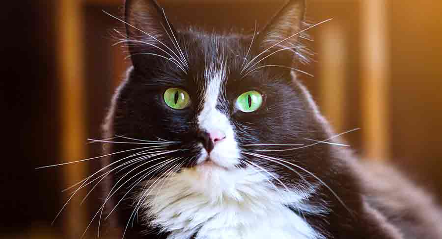 black and white female cat names