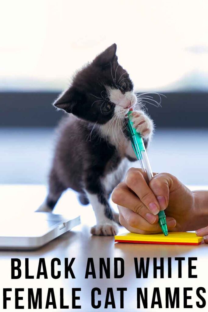 black and white female cat names