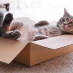 funny girl cat names