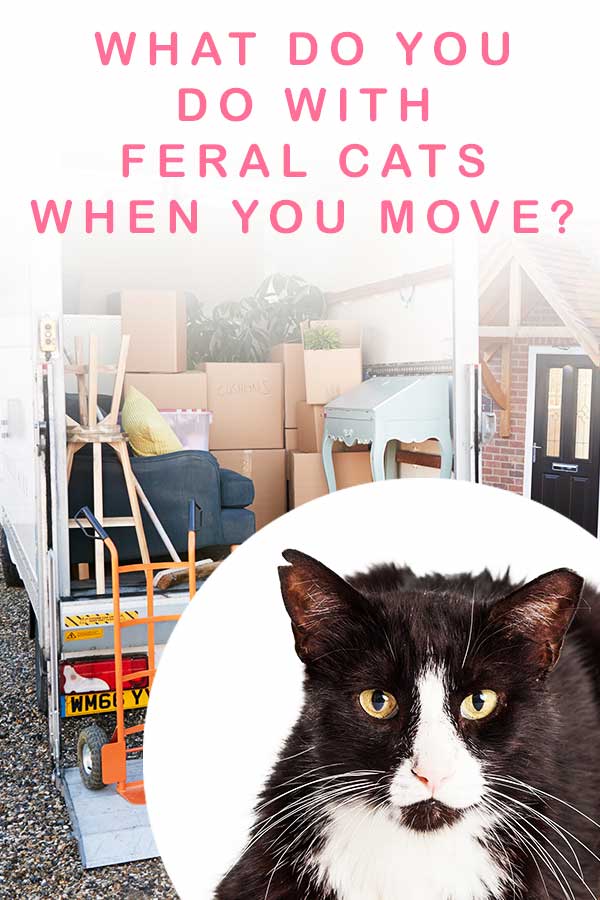 what do you do with feral cats when you move