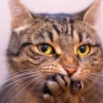 do cat whiskers grow back