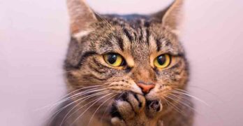 do cat whiskers grow back