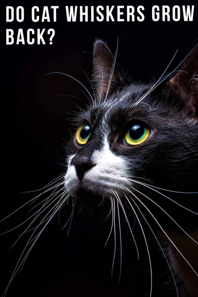 Cat Whiskers Grow Back