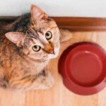 how long can a cat survive without food