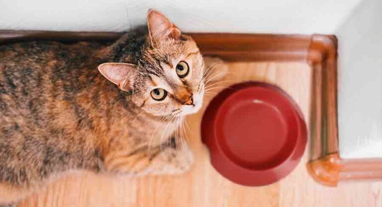 how long can a cat survive without food