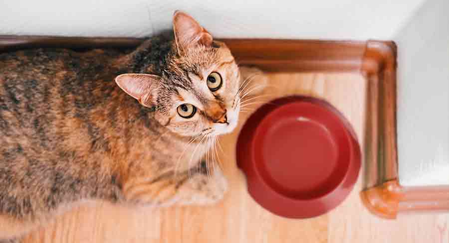 how long can a cat survive without food