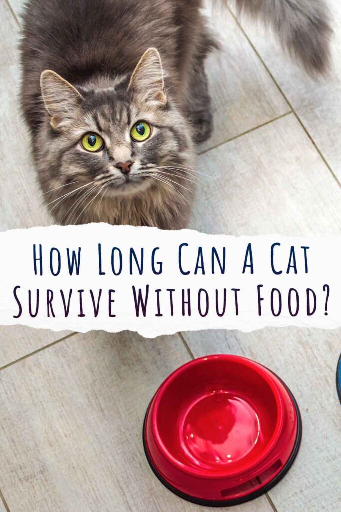 combien de temps un chat peut-il survivre sans nourriture