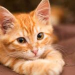 orange female cat names