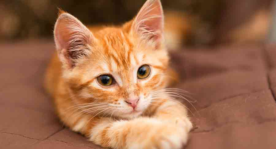 orange female cat names
