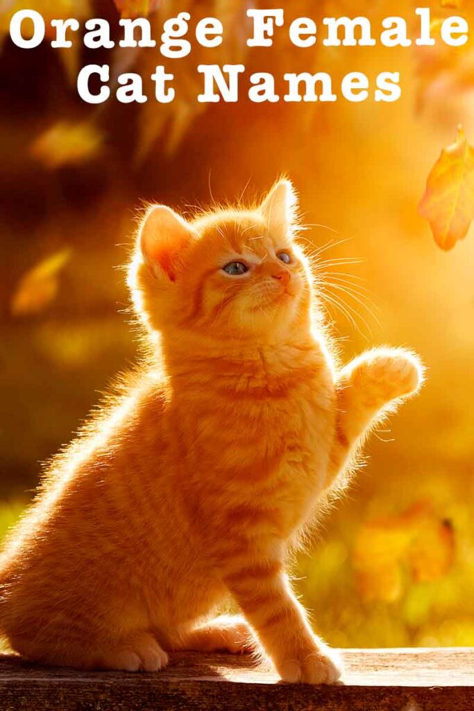 Orange Female Cat Names 175 Fiery Female Name Ideas
