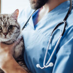 what to do before your neuter your cat