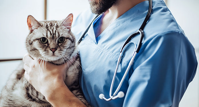 what to do before your neuter your cat