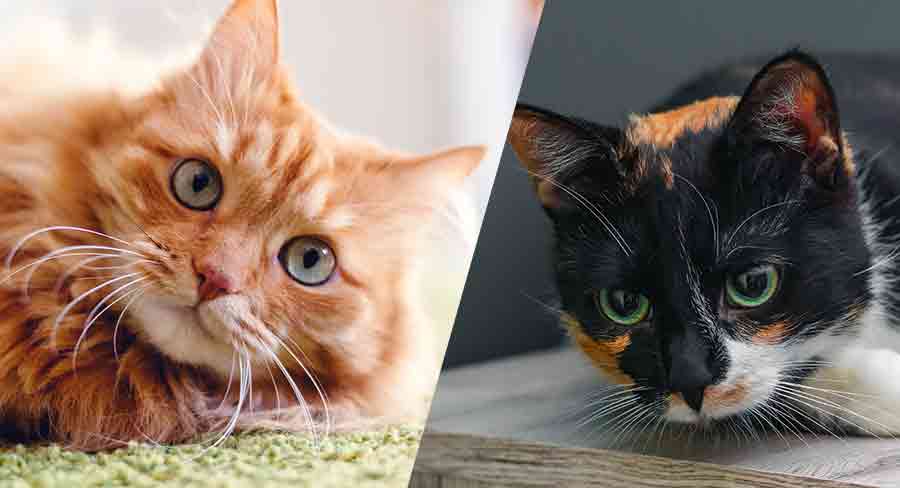 Cats coats clearance