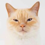 cream point cat