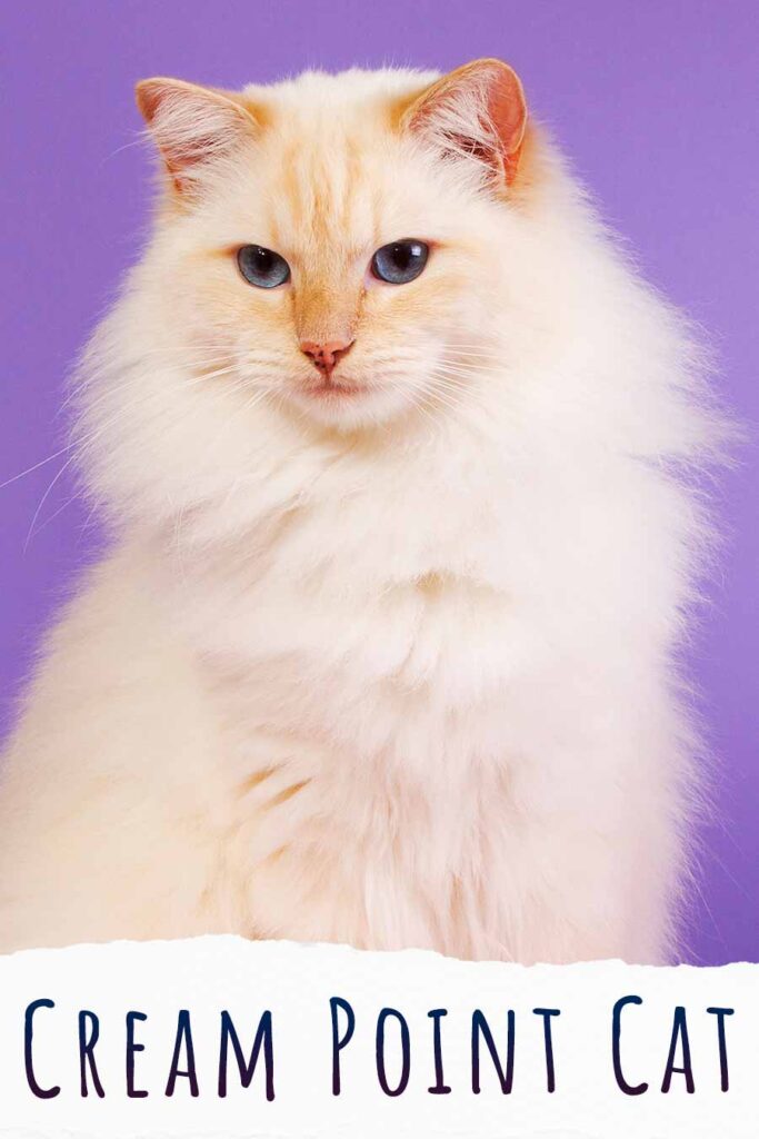 cream point cat