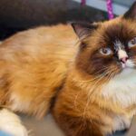 mink ragdoll