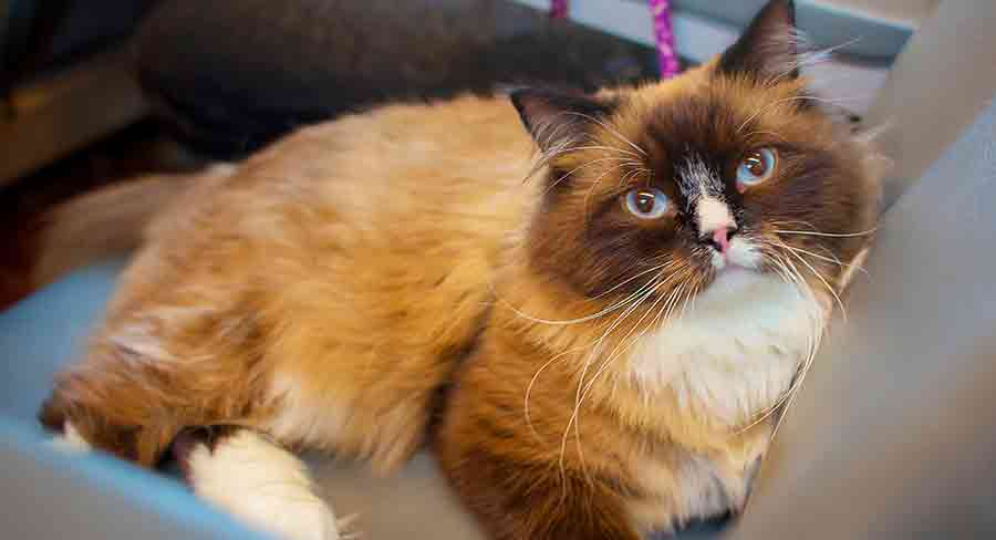 Mink Ragdoll Cats: What You Need to Know - wide 6