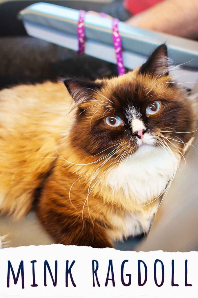 mink ragdoll