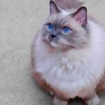 blue mitted ragdoll