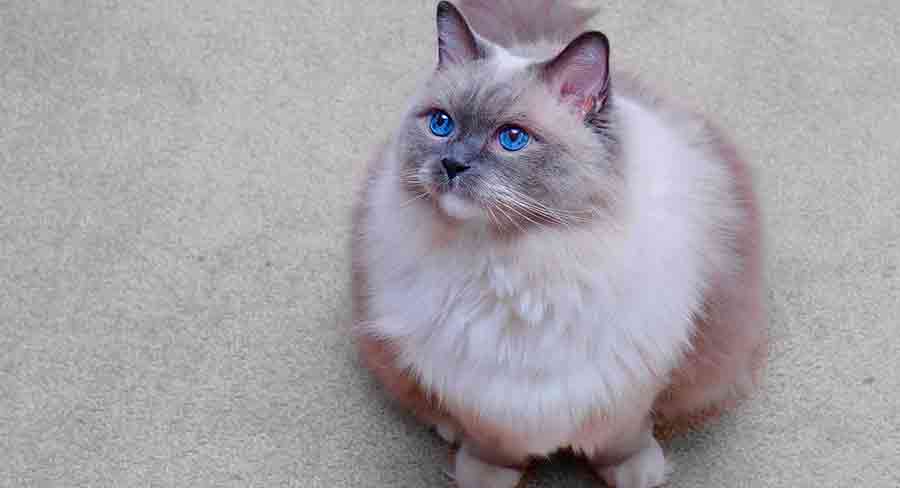 blue mitted ragdoll