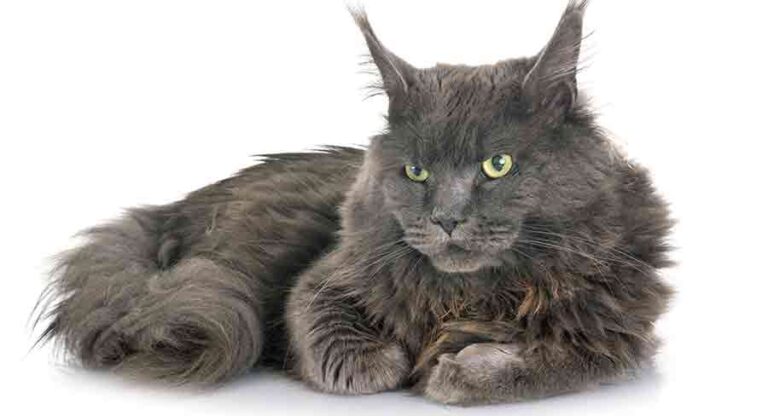 Grey Maine Coon Cats - From Silver To Blue