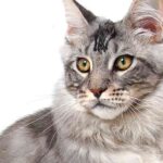 grey maine coon