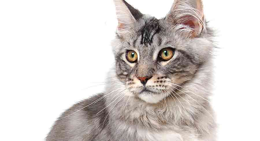 grey maine coon