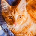 orange maine coon