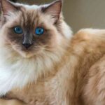blue mink ragdoll