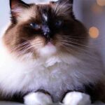 seal mitted ragdoll cat