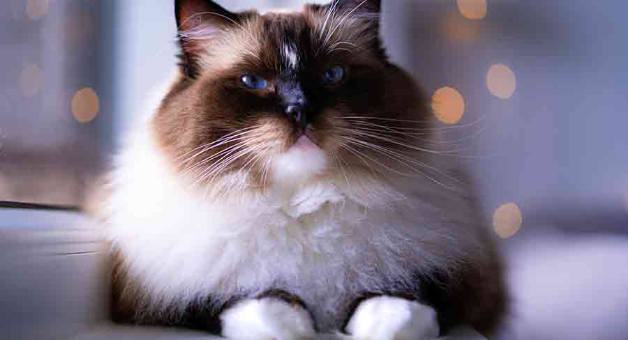 seal mitted ragdoll cat
