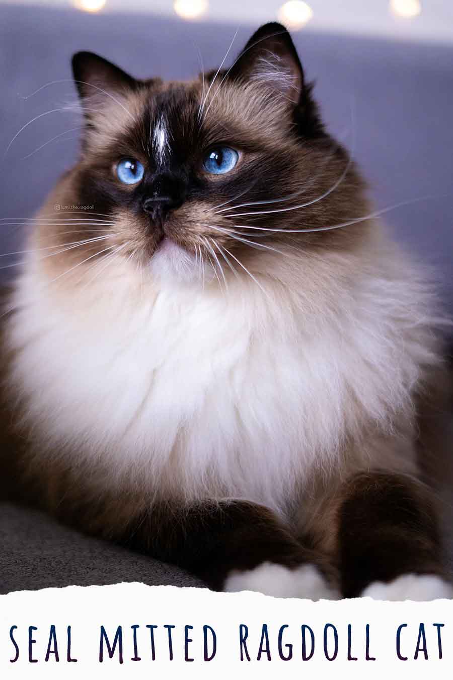 Seal Mitted Ragdoll Cat - Is This Ragdoll Variety Right For You?