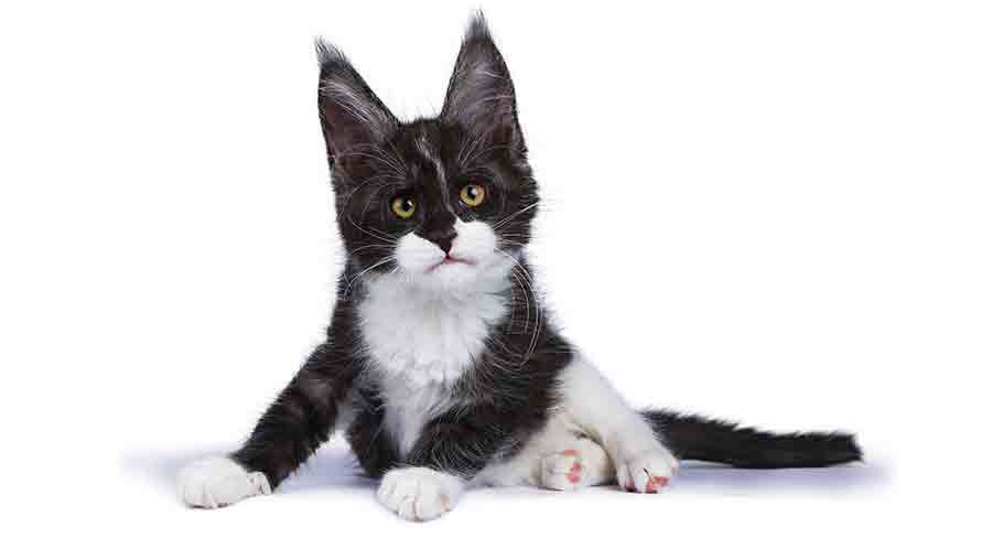 black and white maine coon