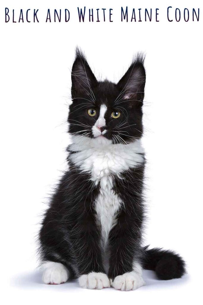 black and white maine coon
