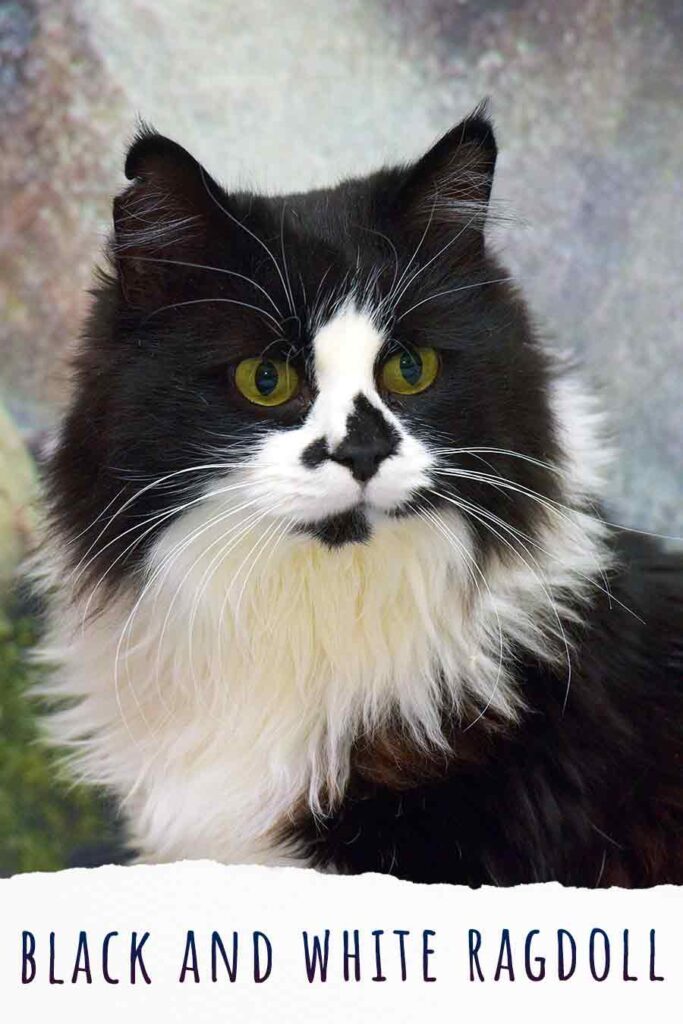 black and white ragdoll