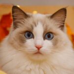 blue bicolor ragdoll