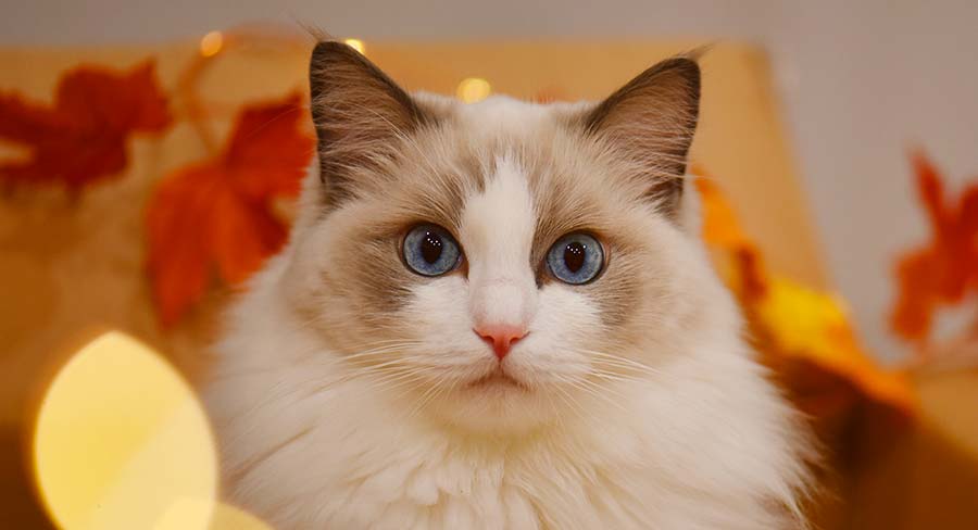 blue bicolor ragdoll