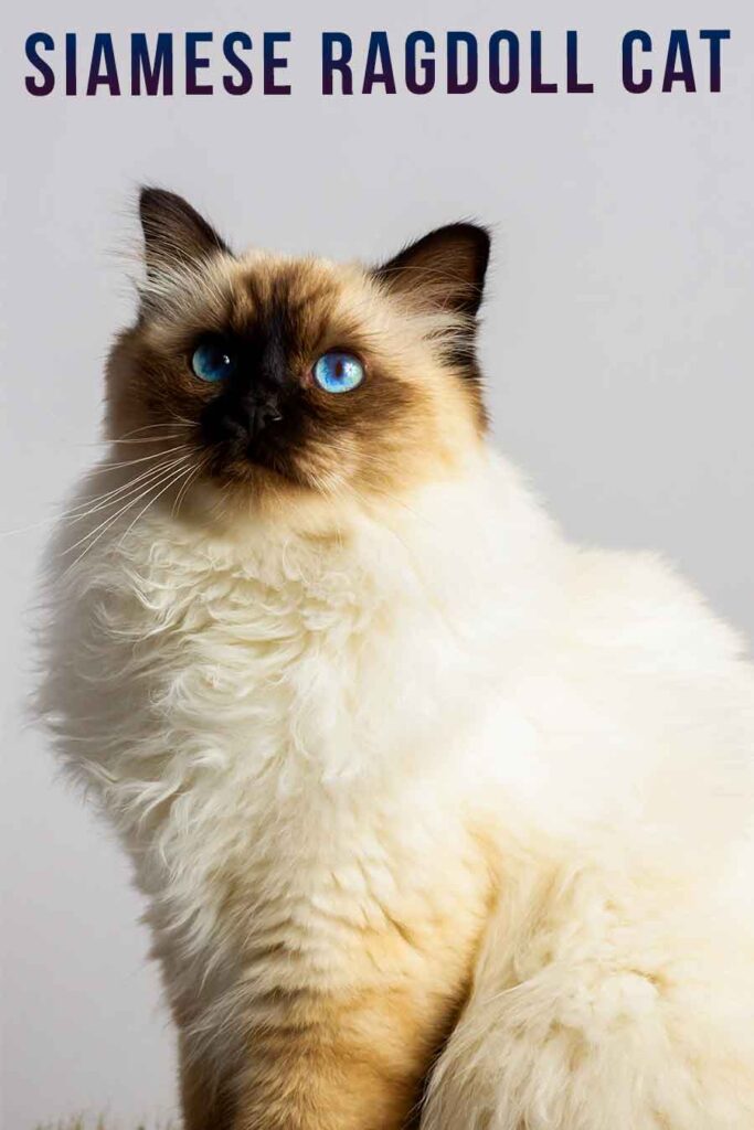 siamese ragdoll cat
