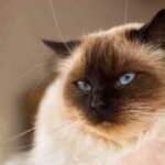 siamese ragdoll cat
